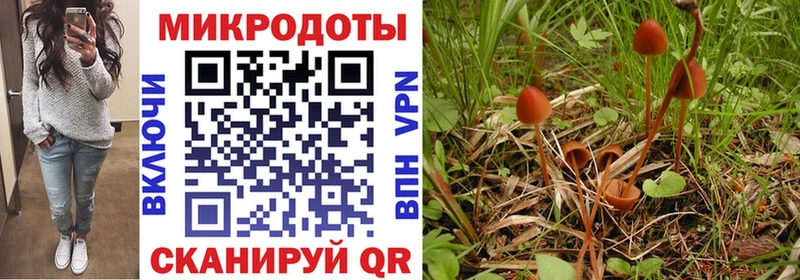 Псилоцибиновые грибы Psilocybe  Видное 