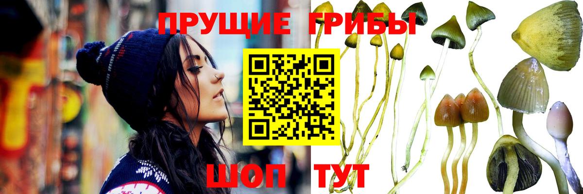 Видное  Галлюциногенные грибы мицелий  Вход с VPN 